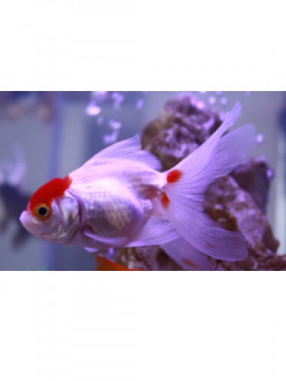 Oranda Capuchinho Vermelho